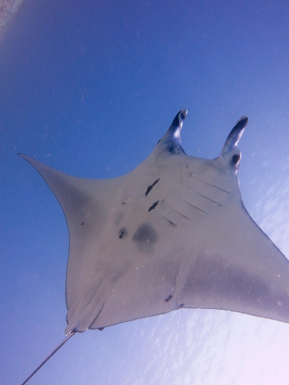 Manta Ray ID photo. Komodo National Park Manta Ray ID photo. Komodo National Park